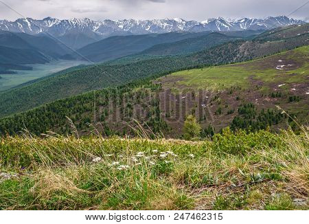 Scenic Top View On The Snowy Mountains, Valley, Mountain Slopes Covered With Forest And Dryad Flower