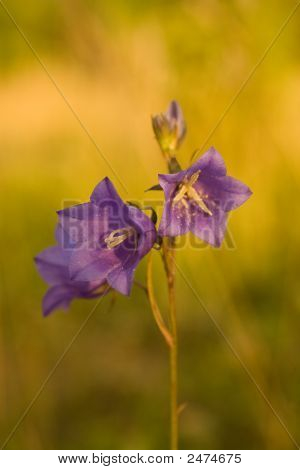 Bellflower