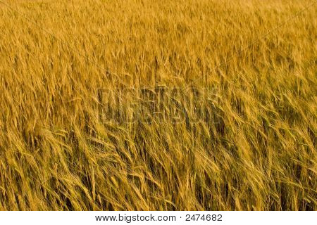 Grainfield