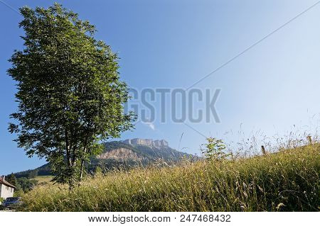 Tree And Meadow Under The Summit Of Chamechaude In Chartreuse Mountain Range