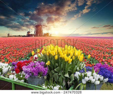 Traditional Netherlands Holland Dutch Scenery With One Typical Windmill And Tulips, Netherlands Coun