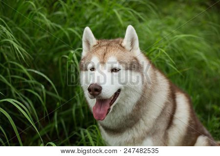Close-up Portrait Of Gorgeous Beige Dog Breed Siberian Husky With Tonque Hanging Out Sitting In The 