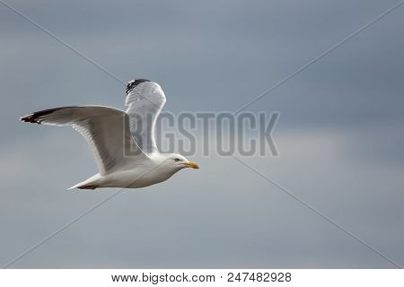 Seagull. Simple Soft Nature Image Of A Gull In Profile. Serene Sea Bird Against Pale Blue Sky Backgr
