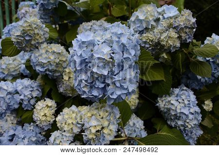 Blue Hydrangea Garden With Green Leaves In The Garden 2018