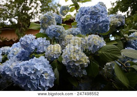 Blue Hydrangea Garden With Green Leaves In The Garden 2018