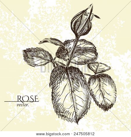 Hand-painted Rose With The Leaves On The Bege Background. Hand - Drawn Flower.