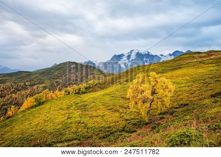 Autumn landscape. Cloudy day in the mountains. Birch on the mountain Mkheer. Zemo Svaneti, Georgia 