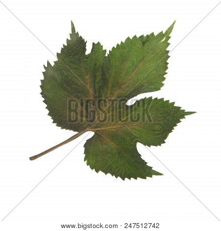 Herbarium With Dry Pressed Plants On White Background.