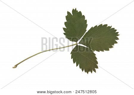 Herbarium With Dry Pressed Plants On White Background.