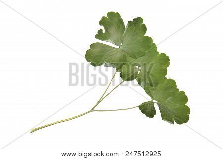 Herbarium With Dry Pressed Plants On White Background.