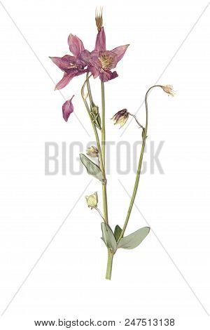 Herbarium With Dry Pressed Plants On White Background.