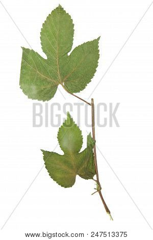 Herbarium With Dry Pressed Plants On White Background.