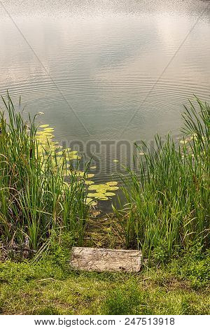 Foating Lotus Leaves In The Surface Of The Pond
