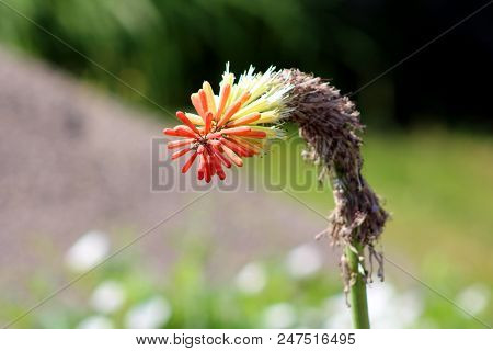 Kniphofia Or Tritoma Or Red Hot Poker Or Torch Lily Or Knofflers Or Poker Plant Colorful Flower Lean