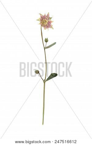Herbarium With Dry Pressed Plants On White Background.