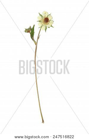 Herbarium With Dry Pressed Plants On White Background.