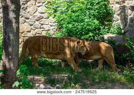 Lioness In The Grass In The Kyiv Zoo In Ukraine