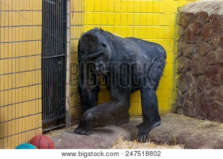 Portrait Of Gorilla In The Kyiv Zoo In Ukraine
