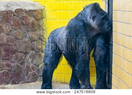Portrait Of Gorilla In The Kyiv Zoo In Ukraine