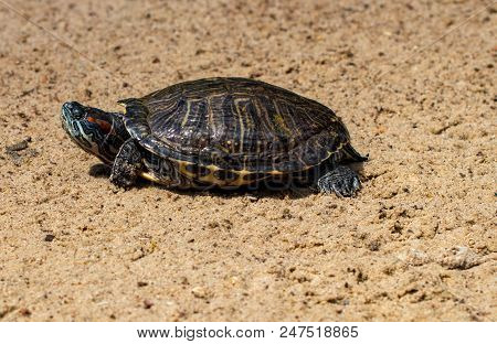 Portrait Beautiful Turtle On The Sand Close - Up.