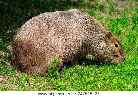 Capybaras - Hydrochaeris Hydrochaeris - The Largest Living Rodent In The World
