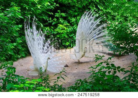 White Peacock Opens Its Tail In The Private Garden