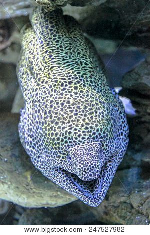 Close-up Of Leopard Moray Eel Or Dragon Moray With Open Mouth In The Coral Reef. Enchelycore Pardali