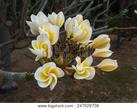 Champa Flower A Blossoming In The Garden