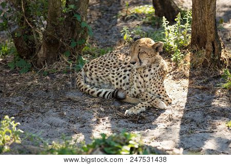 Cheetah Napping In The Noon Day Sun