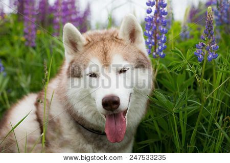 Close-up Portrait Of Cute Beige Dog Breed Siberian Husky With Tonque Hanging Out Sitting In Lupin Fl
