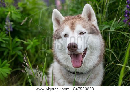Close-up Portrait Of Lovely Beige Dog Breed Siberian Husky With Tonque Hanging Out Sitting In Lupin 