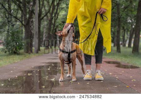 Walking The Dog In Yellow Raincoat On Rainy Day. Female Person And Staffordshire Terrier Dog On A Le