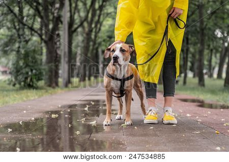 Walking The Dog In Yellow Raincoat On Rainy Day. Female Person And Staffordshire Terrier Dog On A Le