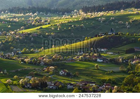 Spring Cherry Tree, Meadows And Fields Landscape In Slovakia. Blossoming Cherry Trees. Fresh Country