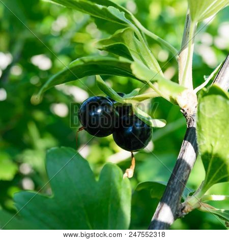 Ripe Josta On The Bush. Summer Garden Berries. Hybrid Black Currant And Gooseberry. Sunny Day.