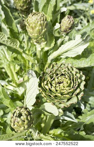 Natural Organic Agriculture; Artichoke Field (turkey / Izmir / Urla)