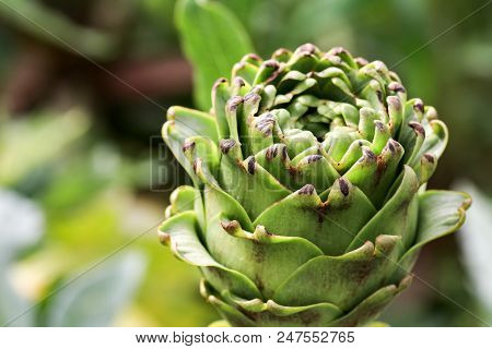 Natural Organic Agriculture; Artichoke Field (turkey / Izmir / Urla)