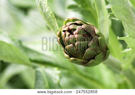 Natural Organic Agriculture; Artichoke Field (turkey / Izmir / Urla)