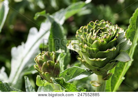 Natural Organic Agriculture; Artichoke Field (turkey / Izmir / Urla)