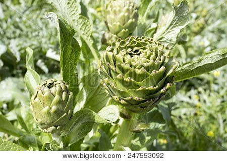 Natural Organic Agriculture; Artichoke Field (turkey / Izmir / Urla)