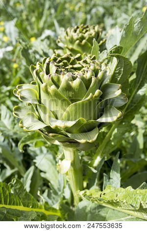 Natural Organic Agriculture; Artichoke Field (turkey / Izmir / Urla)