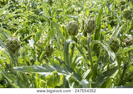 Natural Organic Agriculture, Artichoke Field (turkey / Izmir / Urla)