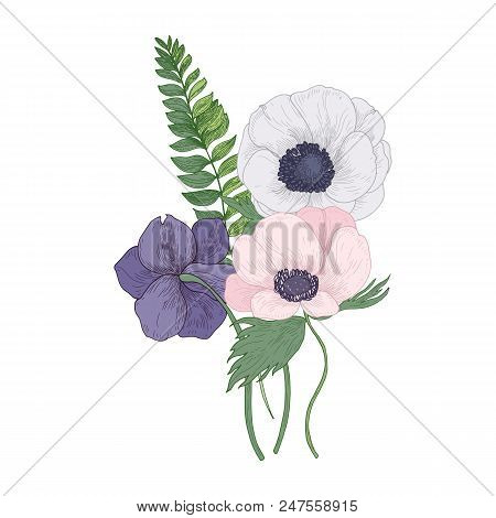 Beautiful Anemone Blossoming Flowers And Leaves Isolated On White Background. Detailed Drawing Of Go