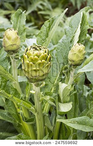 Natural Organic Agriculture; Artichoke Field (turkey / Izmir / Urla)