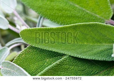 Wood Sage -  Teucrium scorodonia , a close up shot