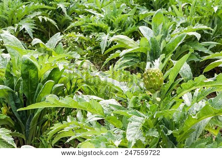 Natural Organic Agriculture; Artichoke Field (turkey / Izmir / Urla)