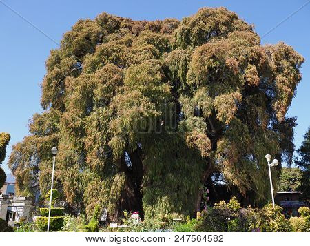 Santa Maria Del Tule, North America Mexico On February 2018: Montezuma Cypress Tree At Mexican City 