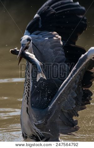 Grey Heron Ardea Cinerea With A Fish In Mouth