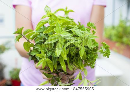 Bunch Organic Green Mint Close Up Of Hand
