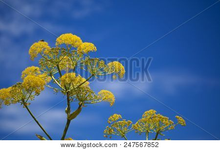 Flora Of Gran Canaria - Ferula Linkii, Giant Canary Fennel